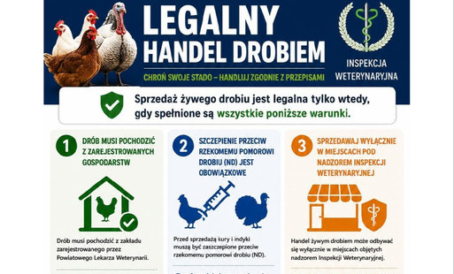 Legalny handel drobiem