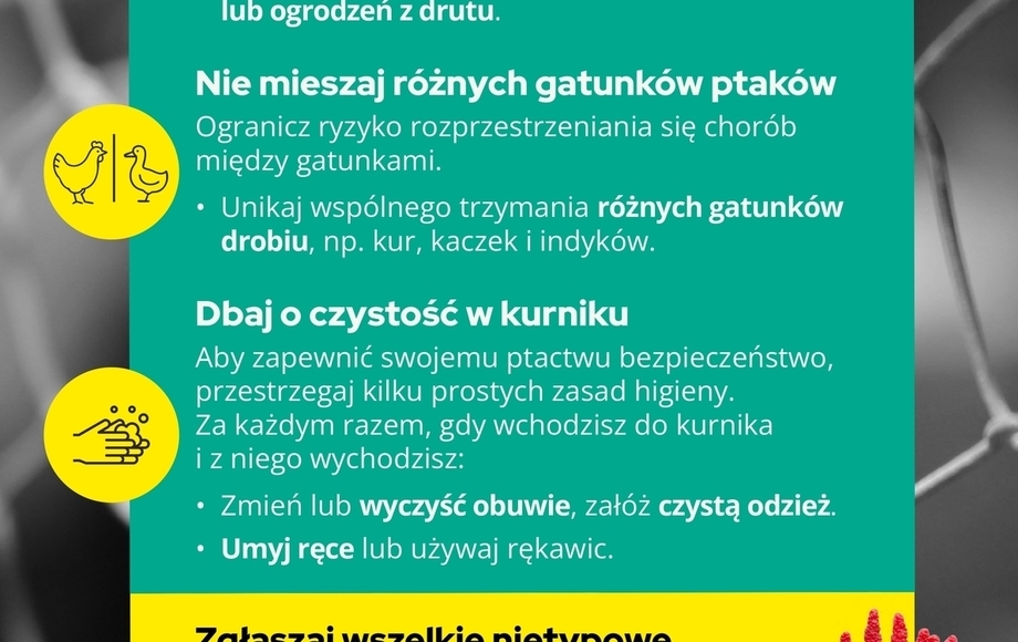 Zalecenia dotyczące ochrony przed ptasią grypą w gminie Łanięta