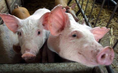 Informacja o naborze wniosków w ramach działania „Nadzwyczajna pomoc dostosowawcza dla producentów świń”