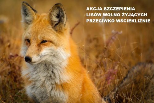 Komunikat Łódzkiego Wojewódzkiego Lekarza Weterynarii w sprawie akcji szczepienia lisów wolno żyjących przeciwko wściekliźnie.