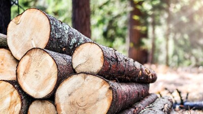 Informacja Nadleśnictwa Kutno z siedzibą w Chrośnie: pozyskanie drewna na zasadzie samowyrobu