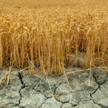 Na terenie gminy Łanięta trwają lustracje upraw, które jeszcze nie zostały zebrane, przez gminną komisję ds. oszacowania szkód powstałych w wyniku suszy